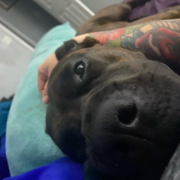 Meet your Posher, Liaison - Picture 1 of 1